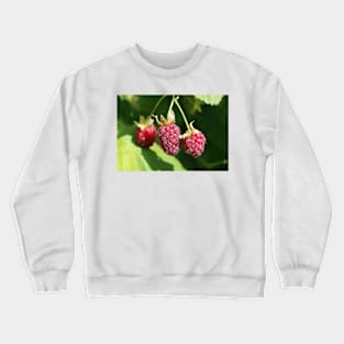 Loganberry Crewneck Sweatshirt